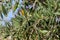 Olive tree affected by the bacterium xylella