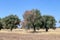 Olive tree affected by the bacterium xylella
