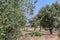 Olive tree affected by the bacterium xylella