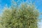 Olive tree against the blue sky