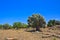 Olive tree in Agrigento - temples valley