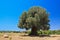 Olive tree in Agrigento - temples valley