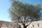 Olive tree in ancient building courtyard