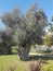 Olive tree ancient hollow hide