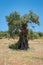 Olive tree, approx. 1000 years old or even more. Olive tree plantation in Andalucia, Andalusia. Spain. Europe.