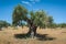 Olive tree, approx. 1000 years old or even more. Olive tree plantation in Andalucia, Andalusia. Spain. Europe.