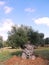 Olive tree in autumn