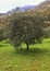 Olive tree background