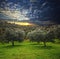 Olive tree background