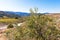 Olive tree on the background of mountains, Siurana de Prades, Tarragona, Spain. Copy space for text.