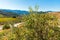 Olive tree on the background of mountains, Siurana, Tarragona, Catalunya, Spain. With selective focus