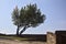 Olive tree on a balconade by the edge of a turn in a path of a castle