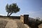 Olive tree on a balconade by the edge of a turn in a path of a castle