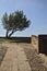 Olive tree on a balconade by the edge of a turn in a path of a castle