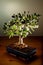 Olive tree bonsai