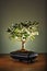 Olive tree bonsai