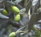 Olive tree branch