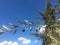 Olive tree branch against the blue sky