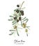 Olive tree branch with green and black ripe olives