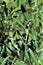 Olive Tree branch, olea europaea, european olive located in Queen Creek, Arizona, United States