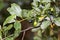 Olive tree branch with ripening olives on it. Harvest