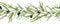 Olive tree branch seamless border with fruit and leaves watercolor element. Elegant branch border with green leaves