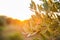 Olive tree branch at warm autumn sunset, beautiful apulian close up