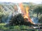 Olive tree branches burning in Jaen