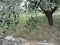 Olive tree branches with first buds . Tuscany, Italy