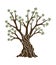 Olive tree with branches and green leaves banner. Hand drawn ancient greek label, natural vegetarian shop sign. Premium