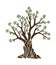 Olive tree with branches and green leaves banner. Hand drawn ancient greek label, natural vegetarian shop sign. Premium