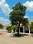 Olive tree in the central courtyard of a colonial house