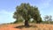 Olive Tree and Cicadas