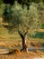 Olive tree in countryside