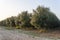 Olive tree crop, Olea europea at sunrise