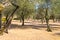 Olive tree cultivation in Italy. Organic outdoor plantation in rural scenery location