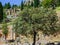 Olive Tree at Delphi
