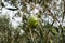 Olive tree detail