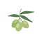 Olive tree doodle icon, vector illustration