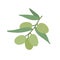 Olive tree doodle icon, vector illustration