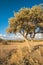 Olive tree on drought meadow