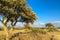 Olive tree on drought meadow