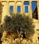 Olive tree at Erechteion, Acropolis, Athens, Greece