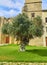 An Olive tree facing a Spanish Monastery