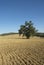 Olive tree in a field