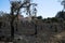 Olive tree field burnt at a small village homes - Pedrogao Grande