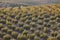 Olive tree fields in Andalusia. Spanish agricultural harvest landscape. Spain