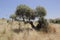 Olive tree on the Galillea hill.