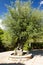 Olive tree in garden at island Majorca, Balearic Islands, Spain.