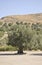 Olive Tree in the Gortyna Archaeological Site parking